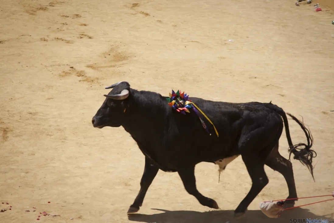 Viernes de Toros / María Ferrer