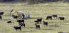 Imagen de ejemplares bovinos en Taniñe.