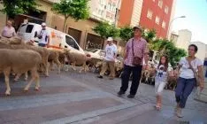 El paso de las merinas por la ciudad./SN
