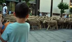 El paso de las merinas por la ciudad./SN