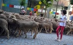 El paso de las merinas por la ciudad./SN