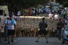 El paso de las merinas por la ciudad./SN