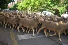 El paso de las merinas por la ciudad./SN