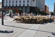 El paso de las merinas por la ciudad./SN