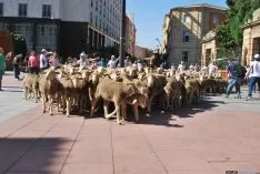 El paso de las merinas por la ciudad./SN