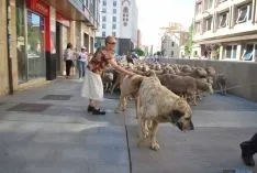 El paso de las merinas por la ciudad./SN