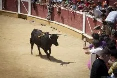 Viernes de Toros / María Ferrer
