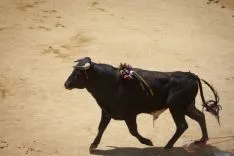 Viernes de Toros / María Ferrer
