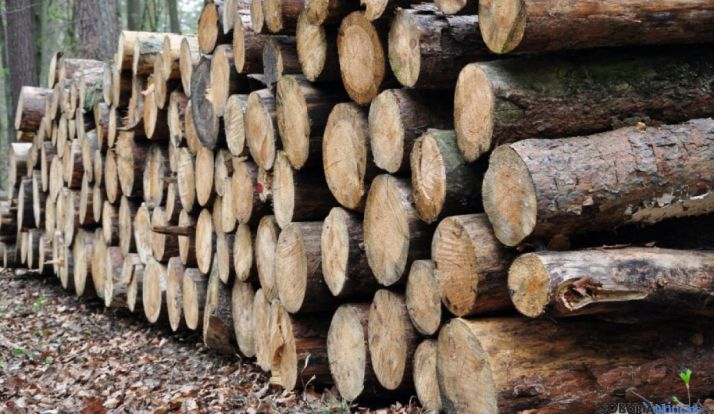 Troncos de pinos talados en Pinares. / SN