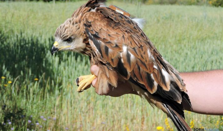 Un milano con el transmisor incorporado. / Jta.