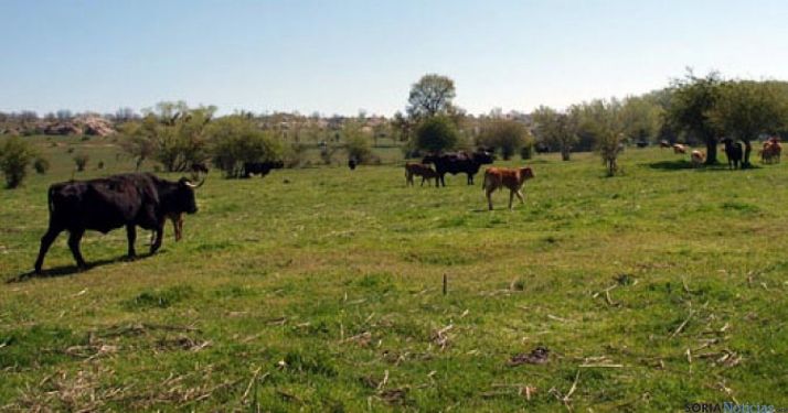 Vacas pastando en el monte Valonsadero. / SN