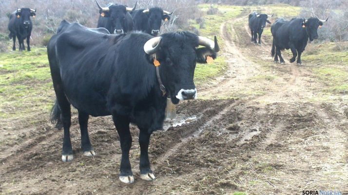 Varias cabezas de serrana soriana. / SN