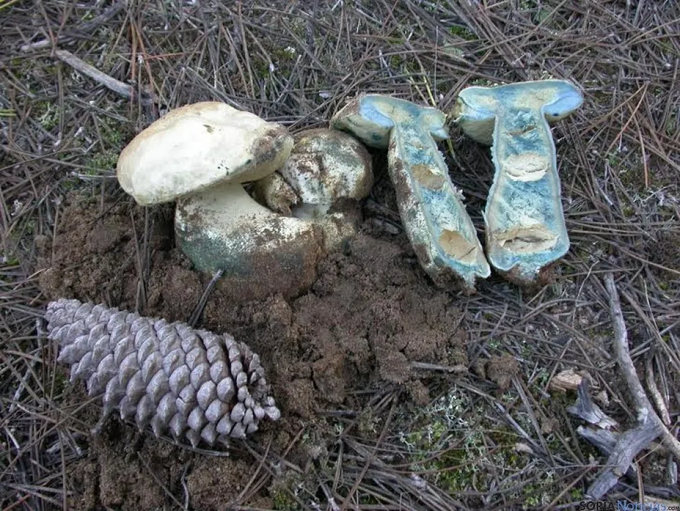Gyroporus cyanescens, seta que prolifera en verno. /F.M.P.