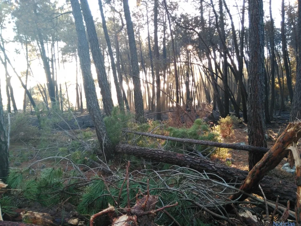 Imagen del incendio. / Á. Borque