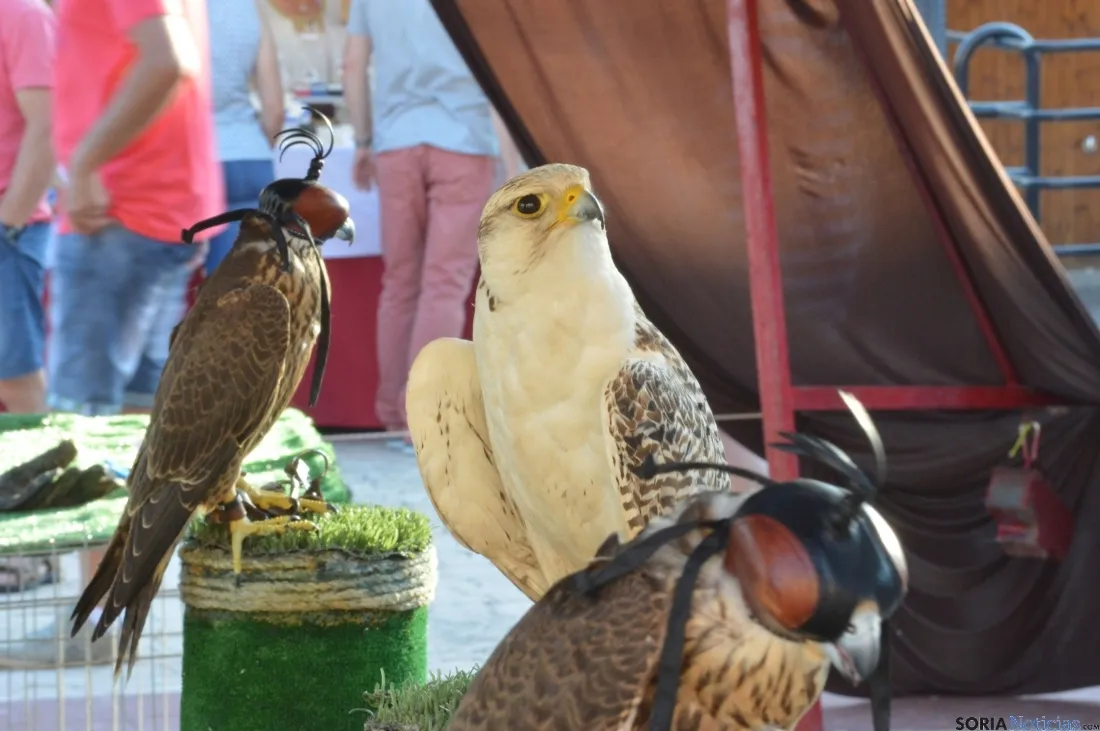 XVII edición del Mercado Medieval en Berlanga de Duero, Soria. / DDM.