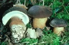 Boletus aereus, seta que prolifera en verano. /F.M.P