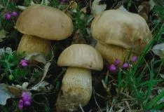 Boletus aestivalis, seta que prolifera en verano. /F.M.P.