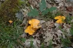 Cantharellus cibarius, seta que prolifera en verano. /F.M.P.