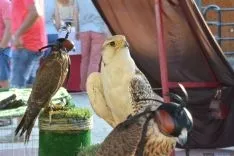 XVII edición del Mercado Medieval en Berlanga de Duero, Soria. / DDM.