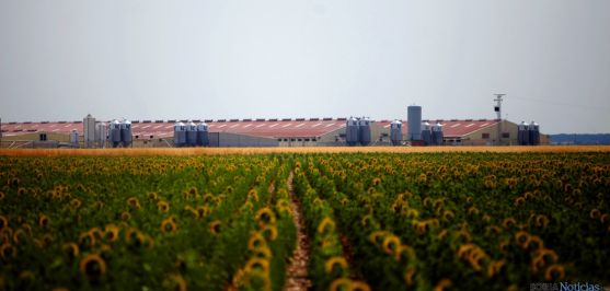 Campo de girasol junto a una explotación ganadera./Jta.