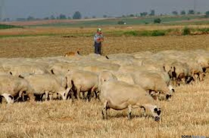 El ganado ovino está desapareciendo en Castilla y León.