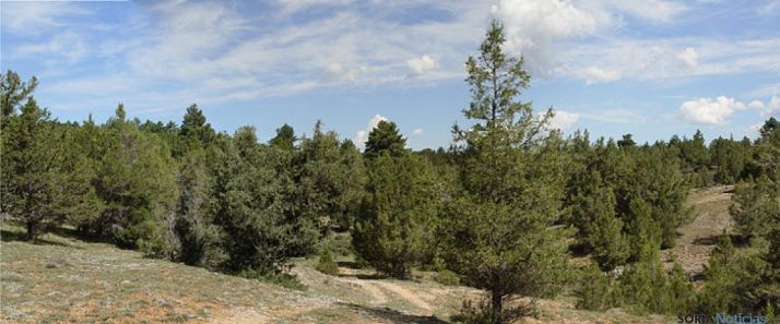 Monte de Herrera de Soria.
