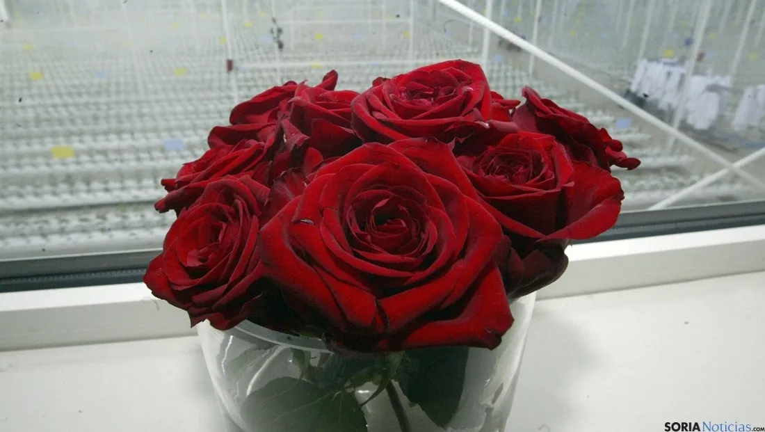Rosas del tipo que que se recolectarán en Garray. / SN 