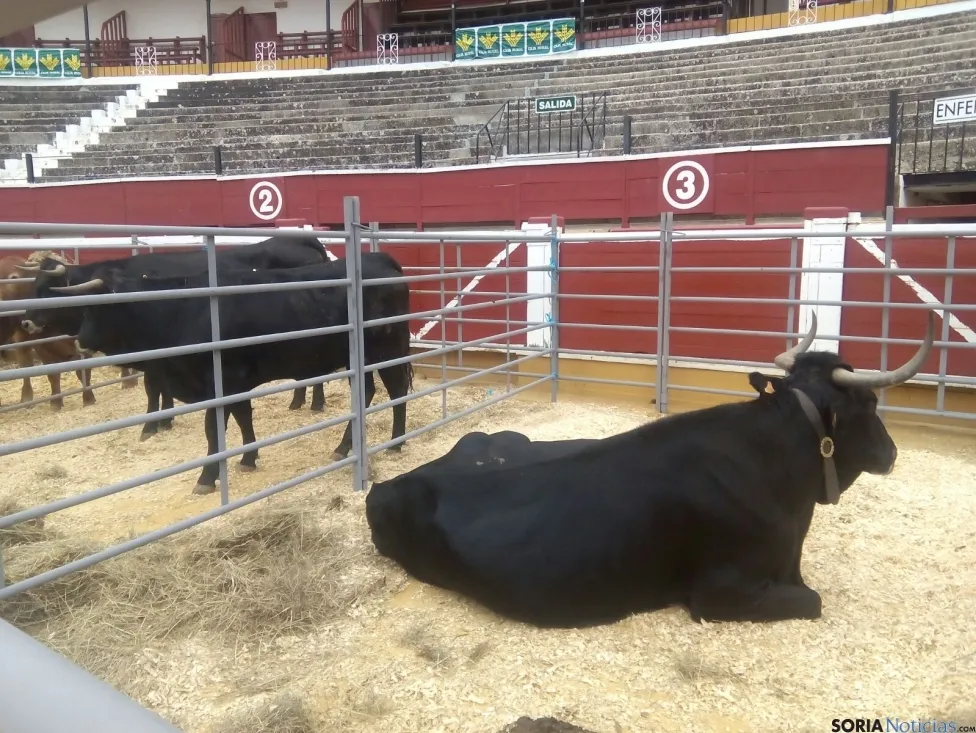 Feria Ganadera de Soria 2016.