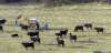 Reses de raza vaca serrana en Taniñe.