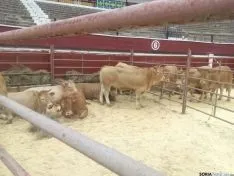 Feria Ganadera de Soria 2016.