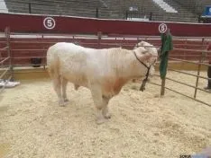 Feria Ganadera de Soria 2016.