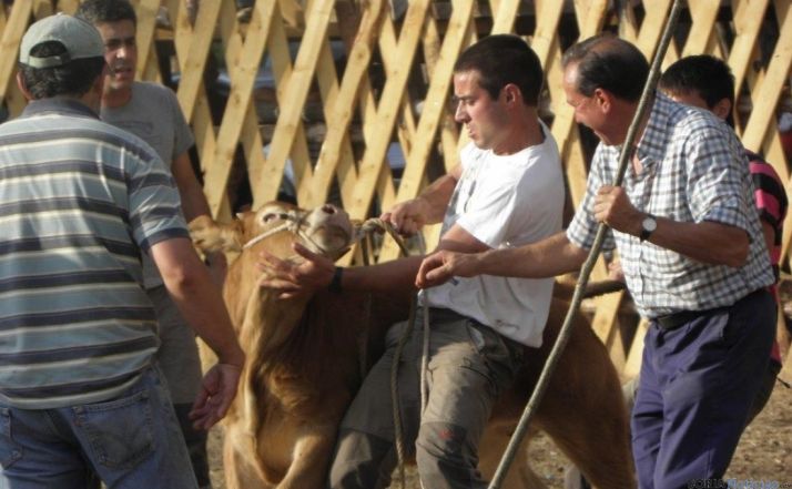 Concurso de lazo con terneros en Vinuesa