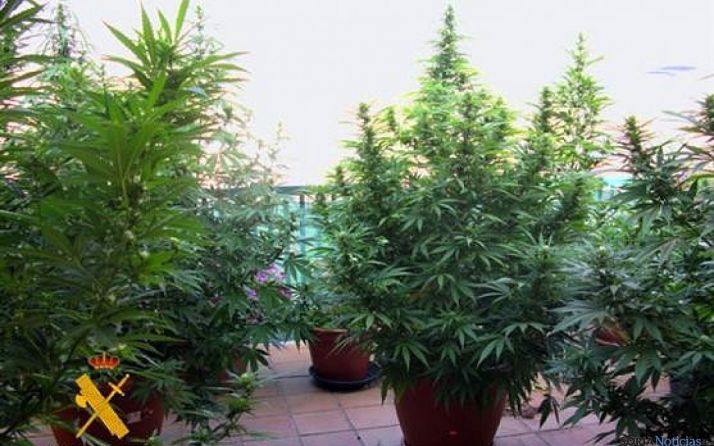 Las plantas incautadas por la Guardia Civil./GC