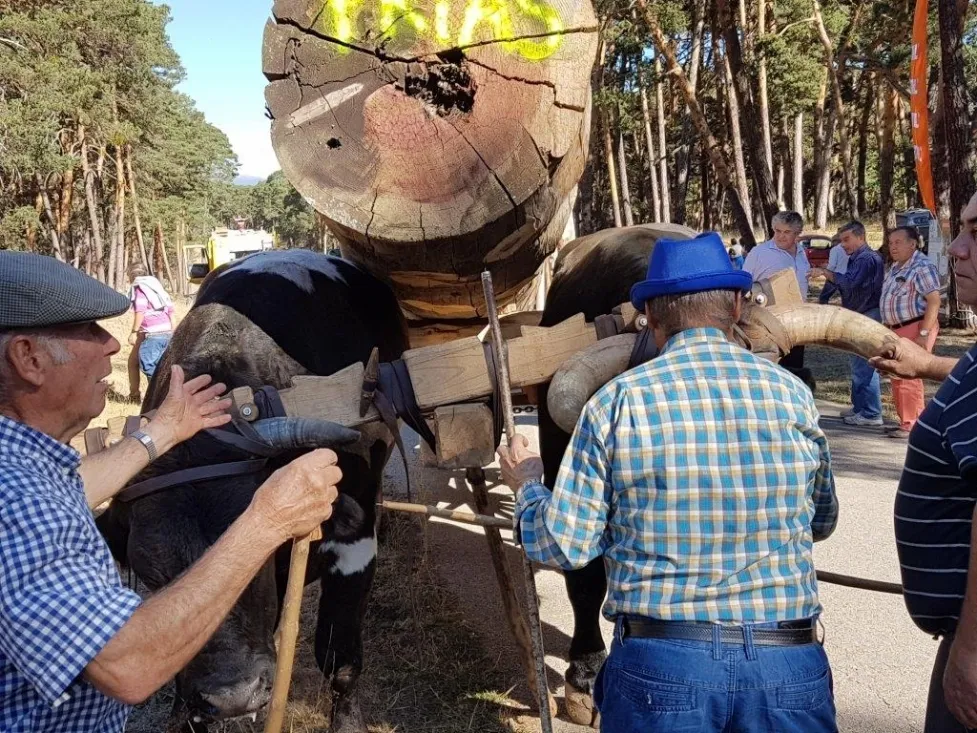 Feria Forestal Cabrejas