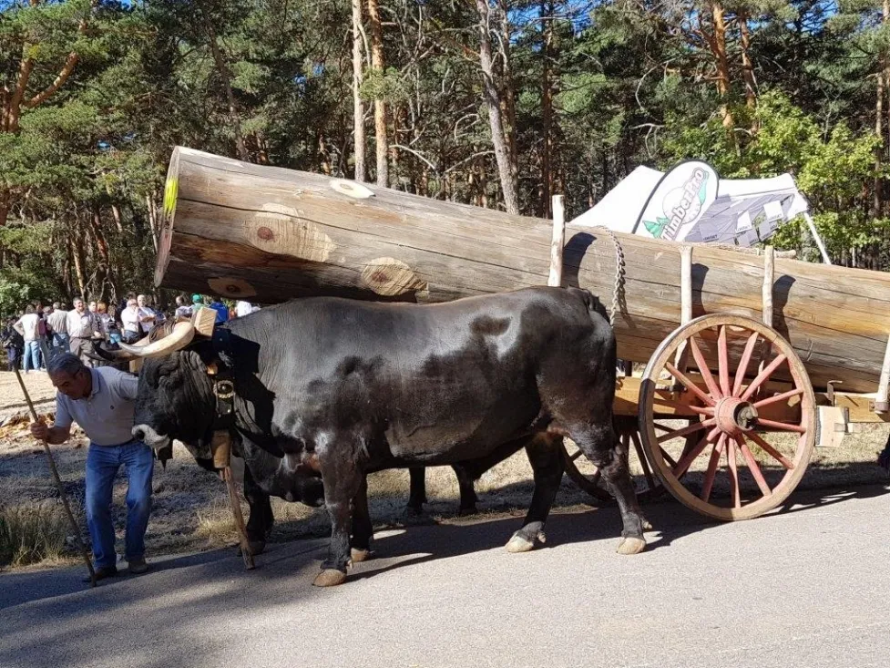 Feria Forestal Cabrejas