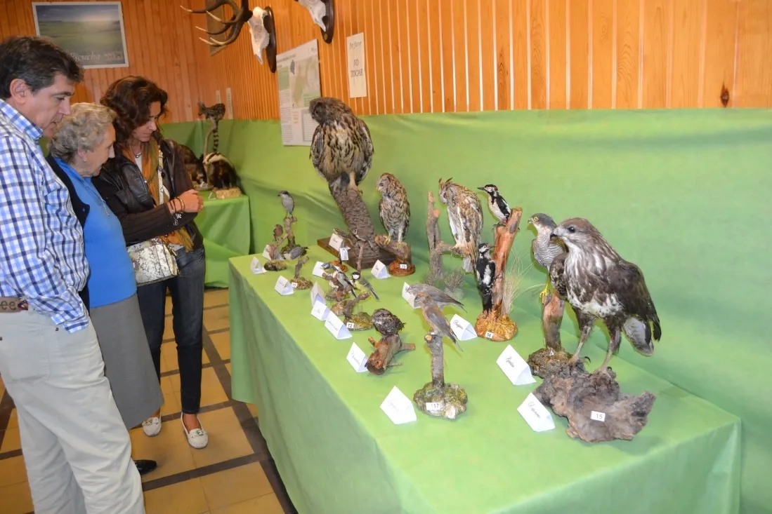 Exposición de fauna y trabajo tradicional en el monte. /SN