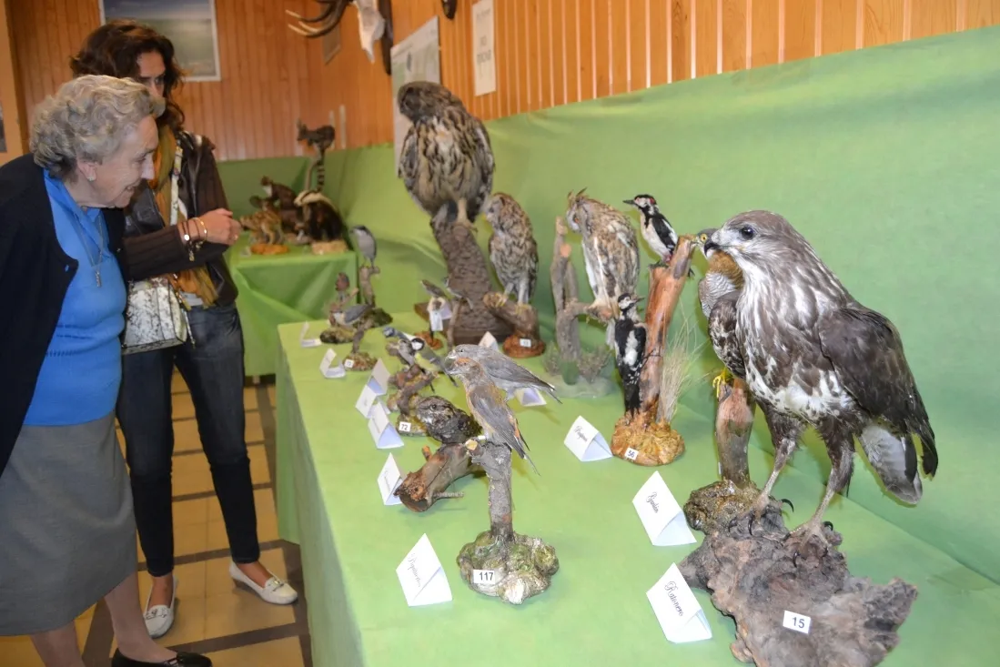Exposición de fauna y trabajo tradicional en el monte. /SN