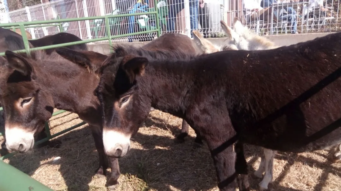 Feria ganadera de Borobia.