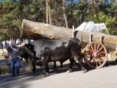Feria Forestal Cabrejas