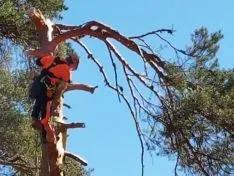 Feria Forestal Cabrejas