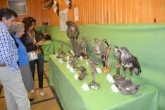 Exposición de fauna y trabajo tradicional en el monte. /SN