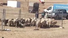 Feria ganadera de Borobia.