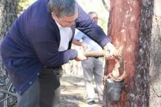 Demostraciones de maquinaria forestal. /SN