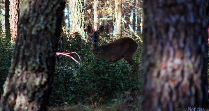 Un corzo en las proximidades de Lubia. / SN
