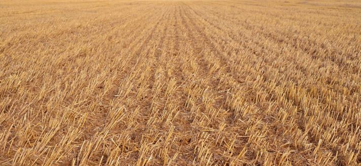 Un campo de rastrojo en la provincia. / SN
