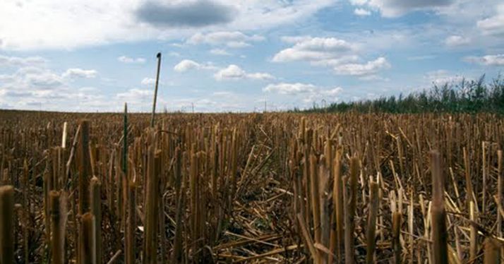 Rastrojos en un campo de la provincia./SN