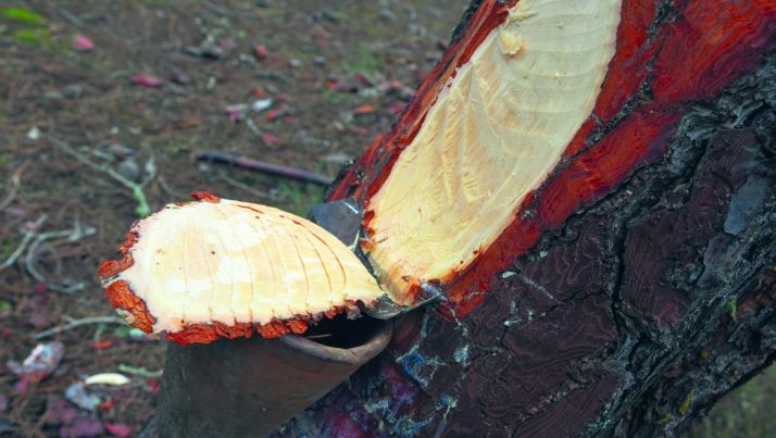 La resina, uno de los sectores favorecidos./SN