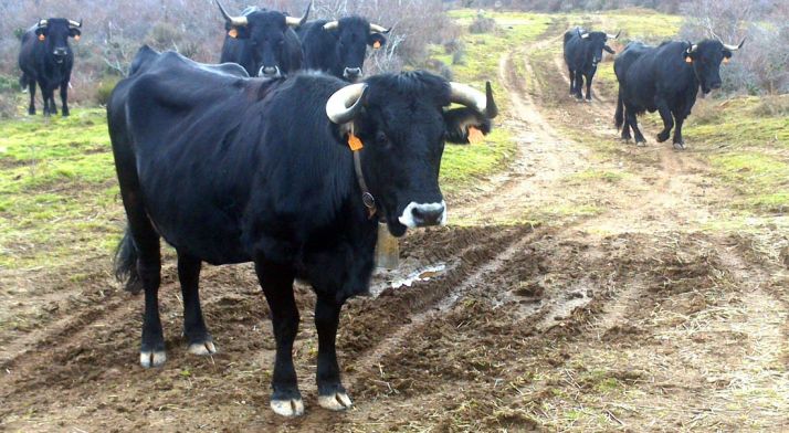 Varias cabezas de serrana soriana en un monte de la provincia. / SN