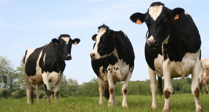 Cabezas de bovino de leche. / SN