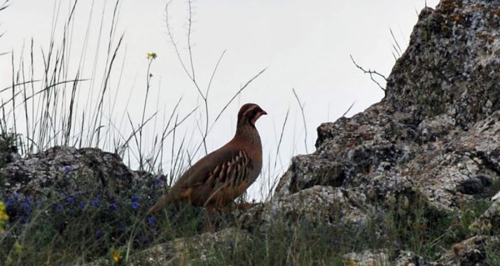 Una perdiz en un monte soriano./SN